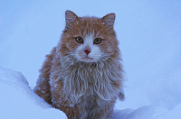 Колымский барс