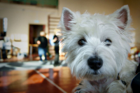 Собака Наблюдака