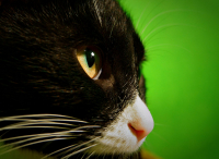 Без Названия