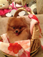 Солнышко в лукошке