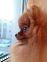 Мечты уходят куда-то в даль...