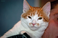 Котяка-Улыбака