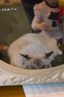 кошки они такие