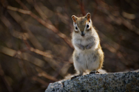 Чорд, Спалилсо!!!