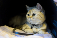 Принцесса =)