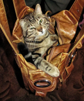 Сумчатый кот