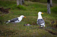 Магаданские Чайки