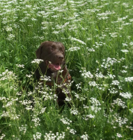 Наш любимец