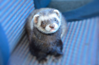 подозреваю...