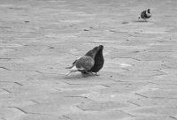 Третий - лишний