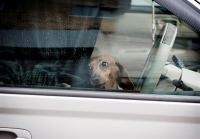 Ну где ж он ходит, этот папа??