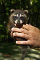 крошка енот