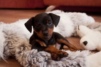 чисто немецкий Кокс =)