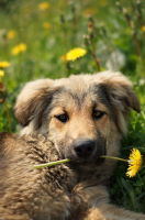 От сердца и почек)