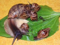 ульяна и малыши