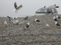 Чайковский)))