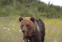 нежданная встреча