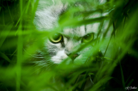 Энди-кот маскируется в траве