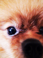 Носопырка :)