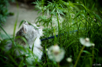 Энди в кустах