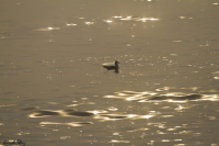 Одинокая чайка