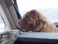 собака-улыбака