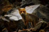 Голодное Любопытство