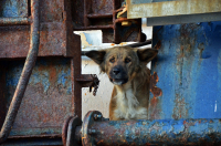 Корабельный охранник