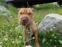 ороч грин вест