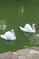 Белые лебеди