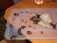 куча мала уляк