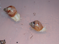 ахатина фулика альбино боди