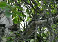 бурундучок