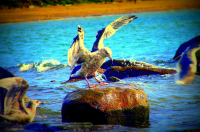 Чайканутая