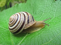 Мистер улитка