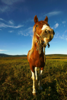 Сахарные мечты