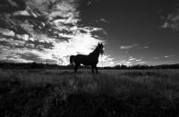 Чувство черной Свободы