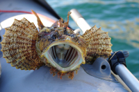 Волосатая рогатка