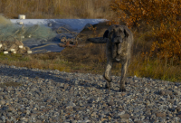 Жители озера Тытыль