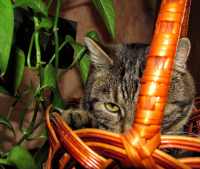 Корзиночный охотник