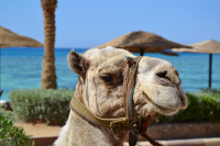 Король пустынь