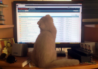 - Что сегодня тут пишут?