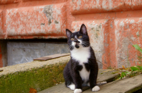 одинокий кот