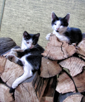 Полевые котики