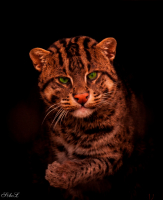 Добрый Кот:-)))