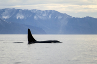 Вершина пищевой пирамиды