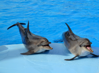 Друзья наши