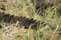 Африканские зарисовки *