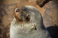 Африканские зарисовки ***