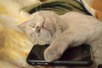 Никто не отвечает(